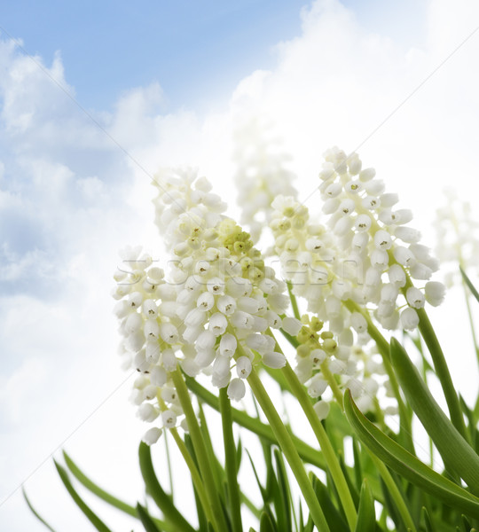 White Muscari Flowers Stock photo © saddako2