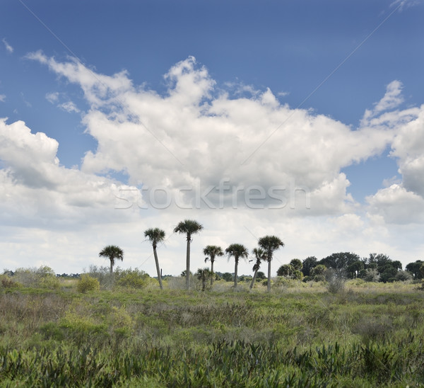 Florida Wetlands Stock photo © saddako2