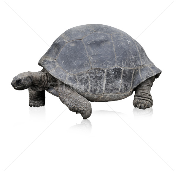 Galapagos Giant Tortoise Stock photo © saddako2