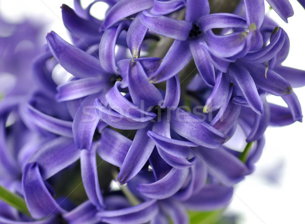 Hyacinth flowers Stock photo © saddako2