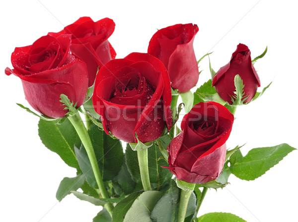 Vörös rózsák vízcseppek közelkép rózsa szépség zöld Stock fotó © saddako2