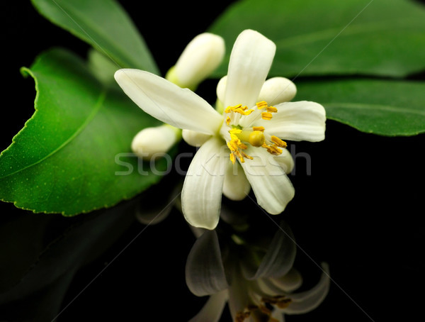 Limonero flores hojas primavera fondo limón Foto stock © saddako2