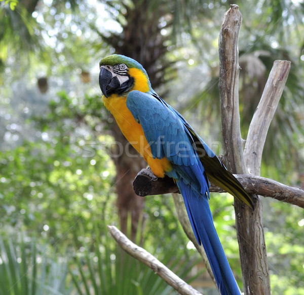 Stock photo: Macaw Parrot