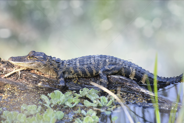 Amerykański aligator młodych baby trawy Zdjęcia stock © saddako2