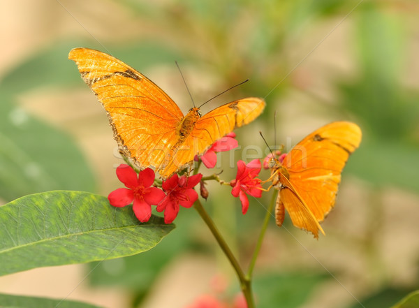 yellow tropical butterflys Stock photo © saddako2