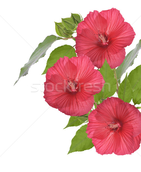 Roşu Hibiscus flori izolat alb floare Imagine de stoc © saddako2