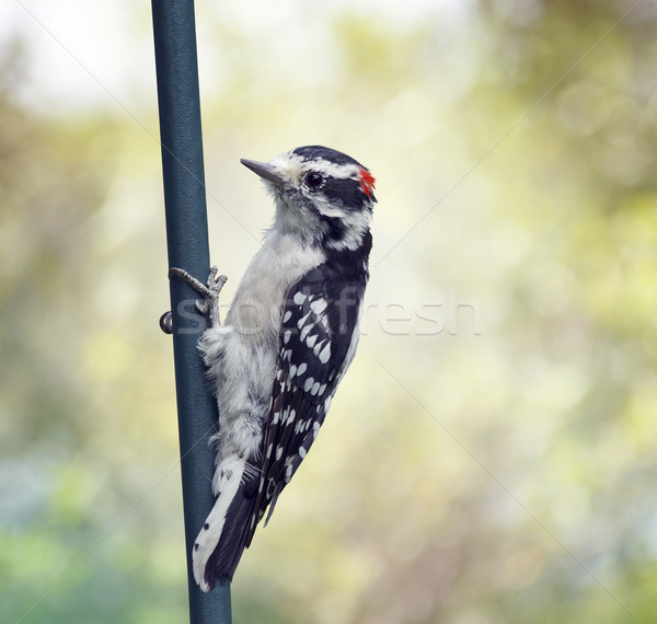 downy woodpecker perching Stock photo © saddako2