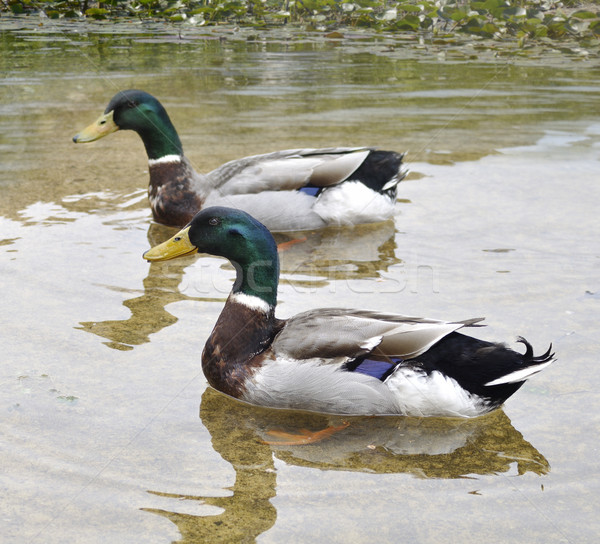 Mallard Ducks Stock photo © saddako2
