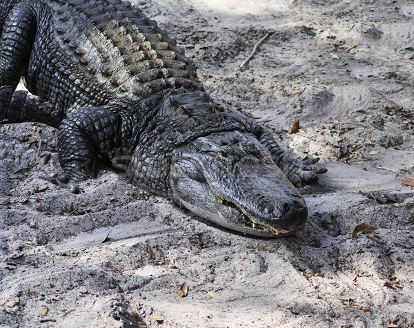 Alligator Textur Park Tier Gefahr Stock foto © saddako2