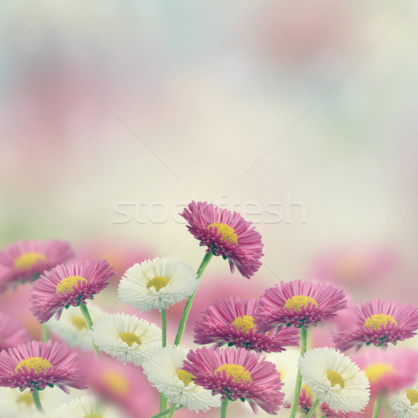 Marguerite Flowers Stock photo © saddako2