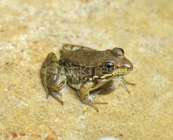 water green frog Stock photo © saddako2