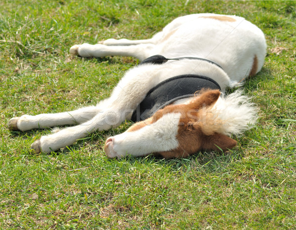 Foto stock: Poni · jóvenes · dormir · hierba · verde · caballo · verano