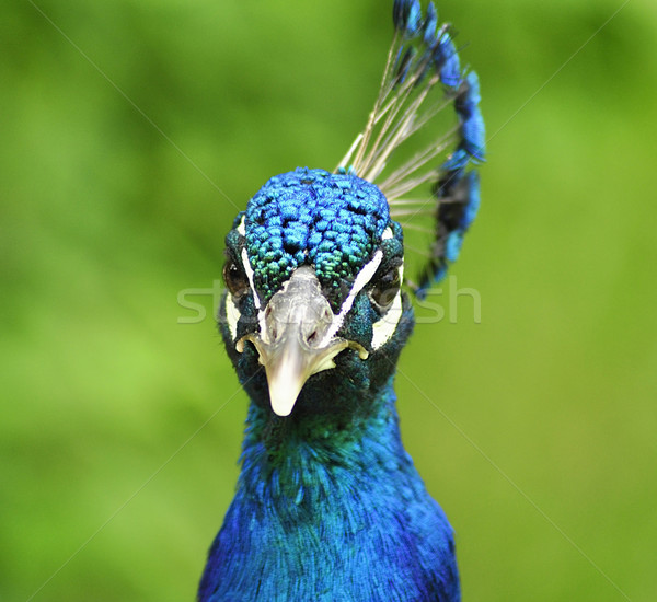 Paon portrait parc [[stock_photo]] © saddako2