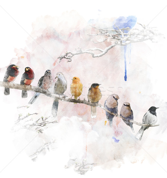 Watercolor Image Of Perching Birds Stock photo © saddako2