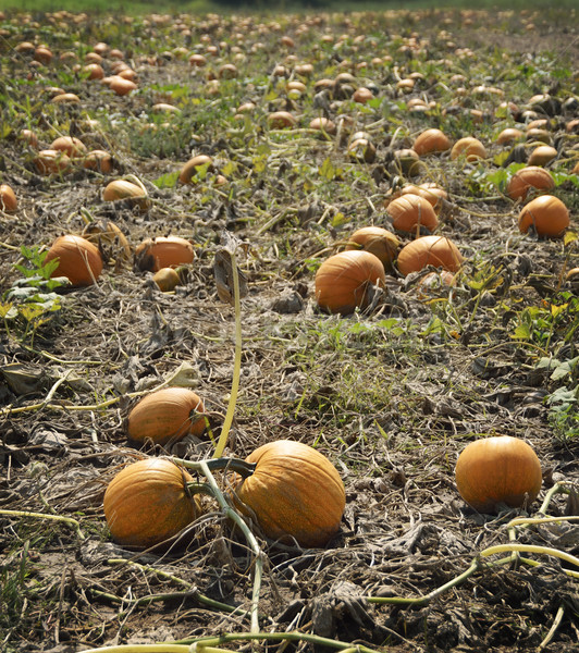 Autumn Pumpkin Patch Stock photo © saddako2