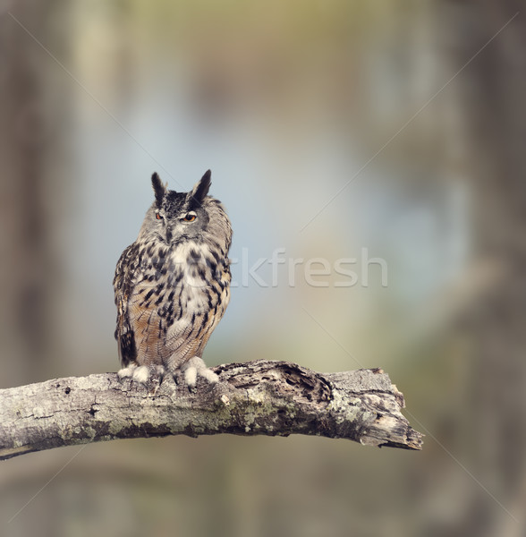 Great Horned Owl Stock photo © saddako2