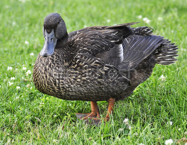 wild duck  Stock photo © saddako2