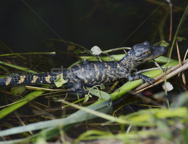 Jungen Alligator Baby grünen Anlage Tier Stock foto © saddako2
