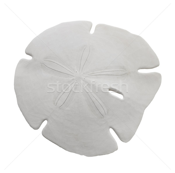 Sabbia dollaro mare shell isolato bianco Foto d'archivio © saddako2
