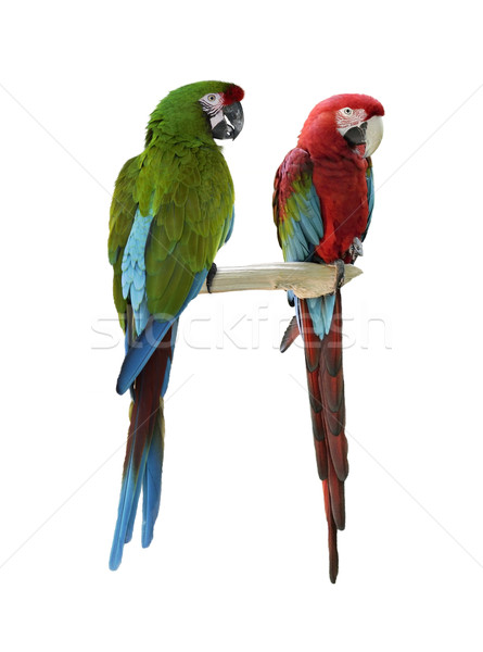 Colorful  Macaw Parrots Stock photo © saddako2