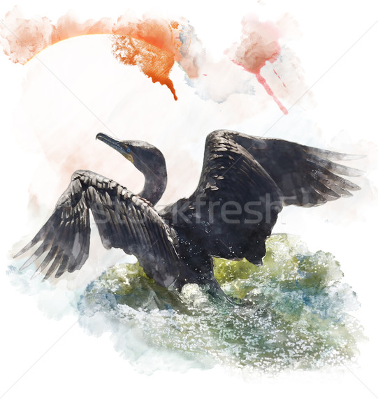 Watercolor Image Of  Double-crested Cormorant Stock photo © saddako2