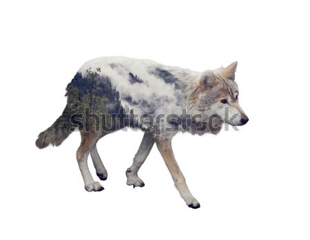 Grey Wolf (Canis lupus) Stock photo © saddako2