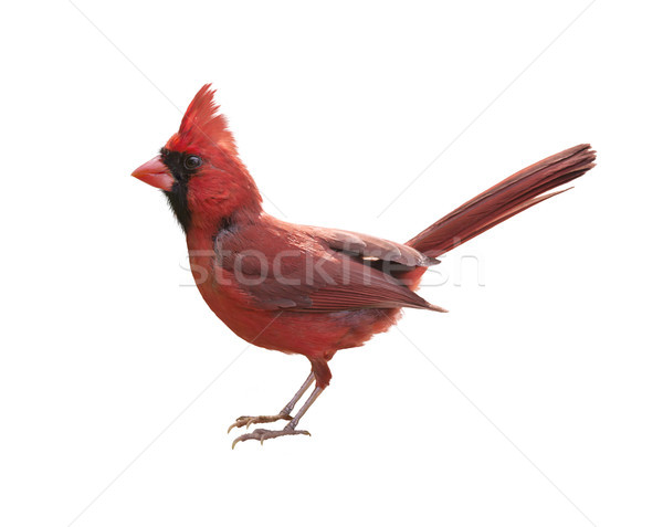 Male Northern Cardinal Stock photo © saddako2