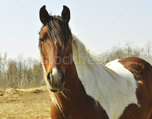 horse Stock photo © saddako2