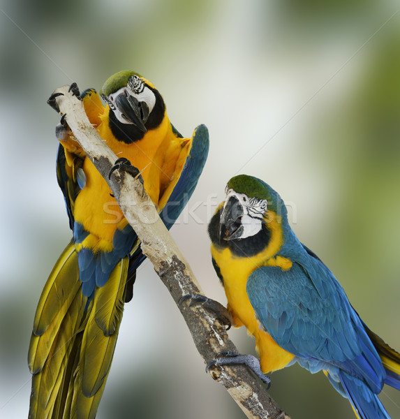 Blue Macaw Parrots Stock photo © saddako2