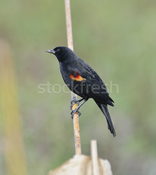 Rot Flügel Amsel männlich Natur Stock foto © saddako2