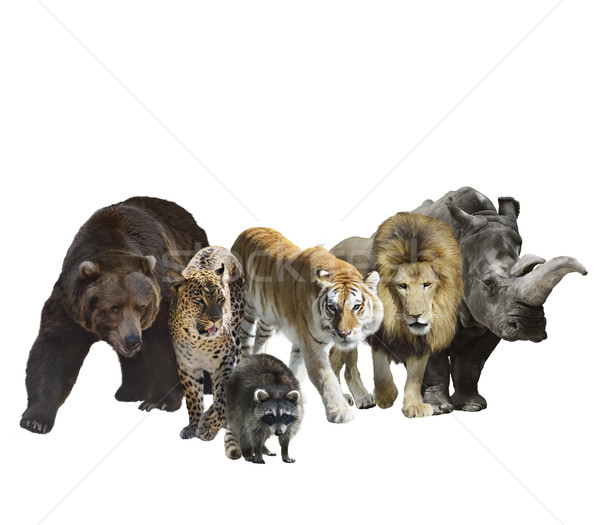 Wild Mammals Stock photo © saddako2