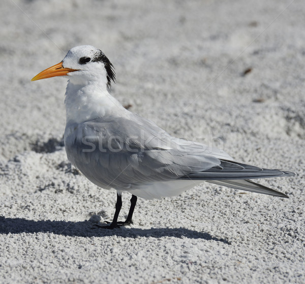 Elegant Tern Seabird  Stock photo © saddako2