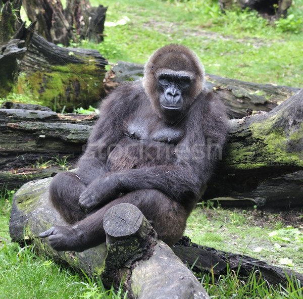 Gorila şedinţei copac parc animal în aer liber Imagine de stoc © saddako2