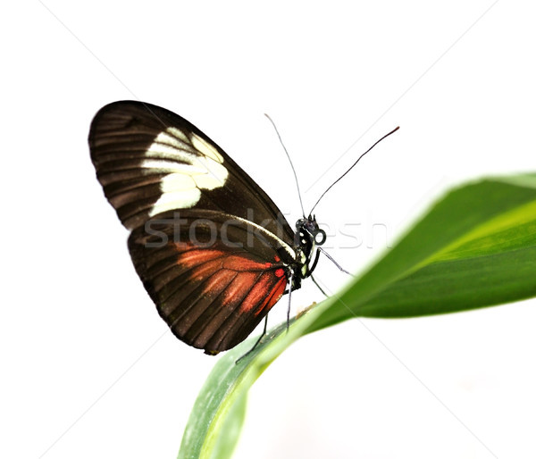 tropical butterfly Stock photo © saddako2