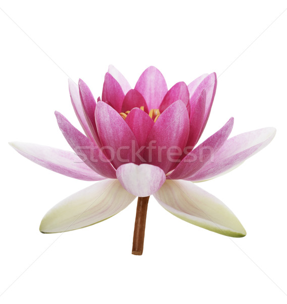 Pink Waterlily Flower Stock photo © saddako2