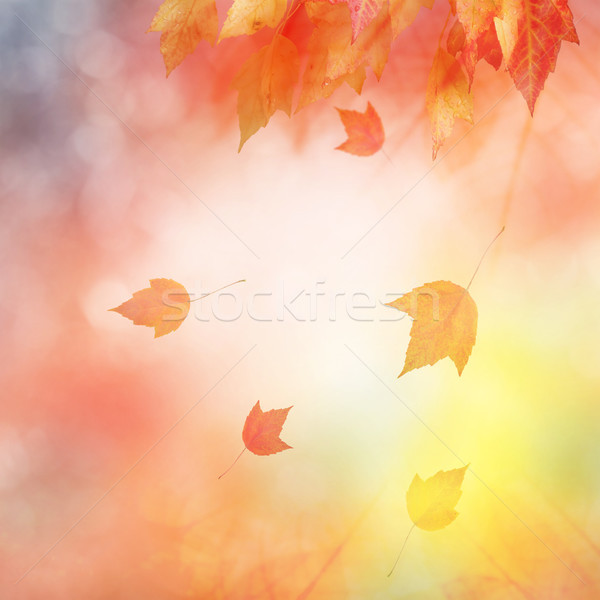 Autumn abstract background Stock photo © saddako2