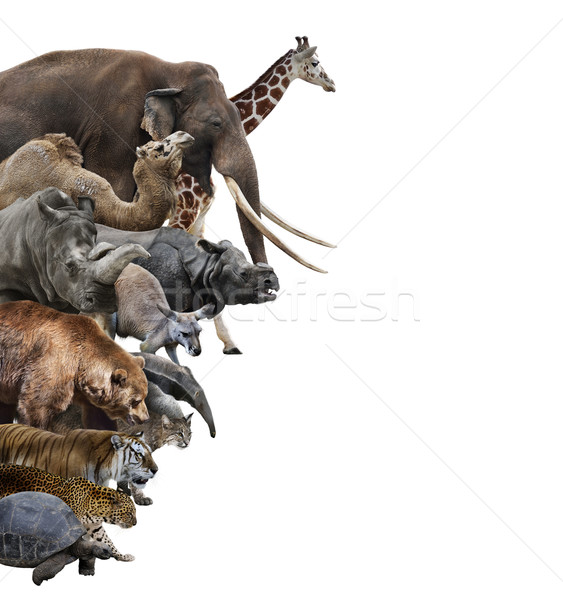 Wild Animals Collage Stock photo © saddako2