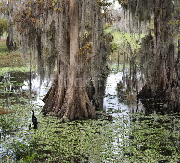 Florida Wetlands Stock photo © saddako2