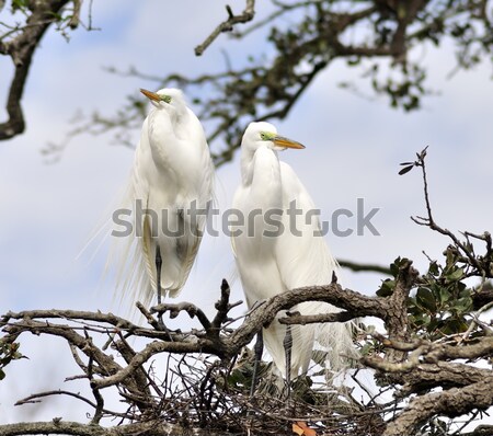 Great Egrets Stock photo © saddako2