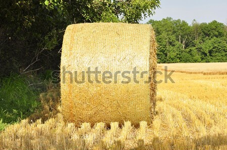 [[stock_photo]]: Foin · domaine · été · bleu · blé · nuage