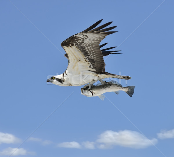 Flying Osprey Carrying A Fish Stock photo © saddako2