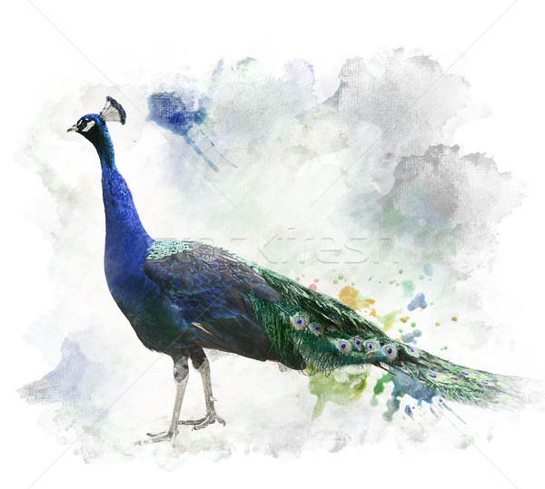 Watercolor Image Of Peacock Stock photo © saddako2