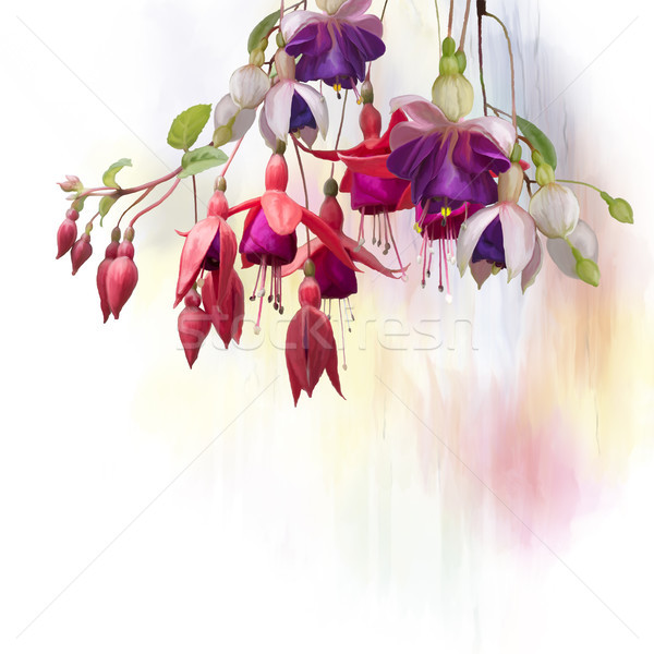  Fuchsia Flowers watercolor Stock photo © saddako2