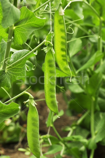 peas Stock photo © saddako2