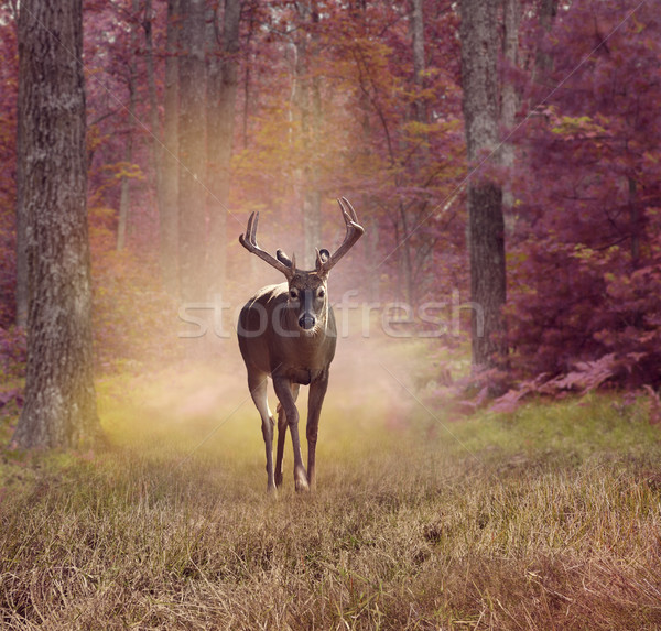 Deer in autumn forest Stock photo © saddako2