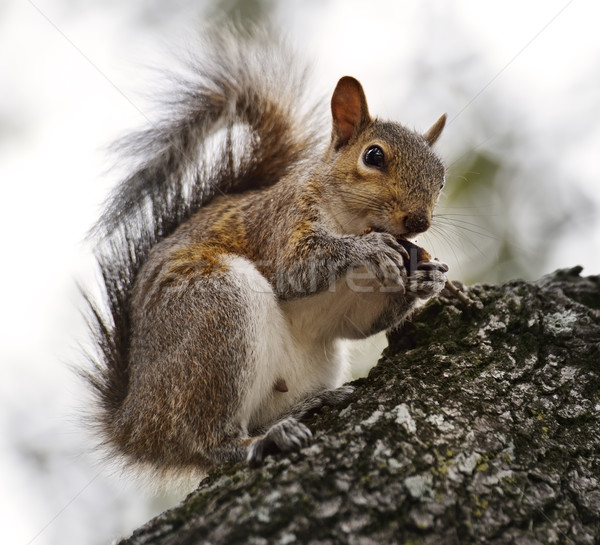 American Grey Squirrel Stock photo © saddako2