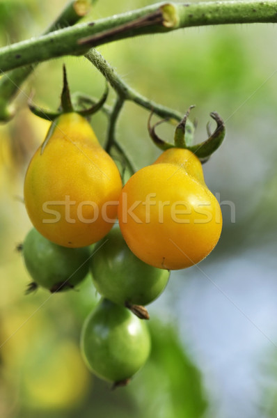 yellow tomatoes Stock photo © saddako2