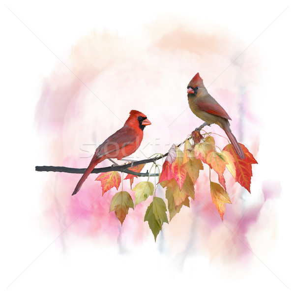 Male and Female Northern Cardinals watercolor Stock photo © saddako2