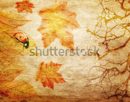 grunge abstract fall background  Stock photo © saddako2