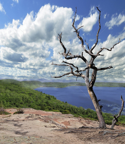 высушите дерево одиноко Blue Sky озеро небе Сток-фото © saddako2